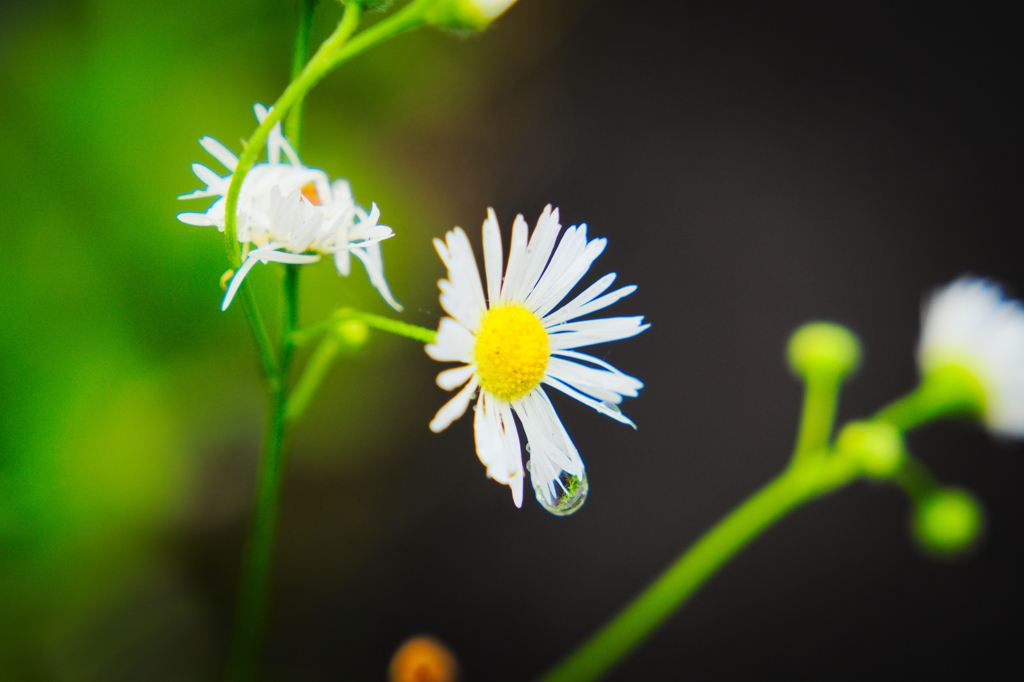 花の雫