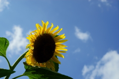 夏