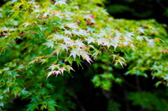 夏の終わり