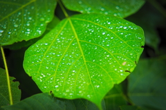 雨