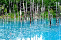 北海道の美瑛にある青い池