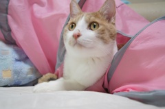 世界猫歩きは面白いにゃん