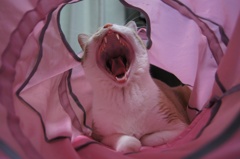 がぉ〜〜
