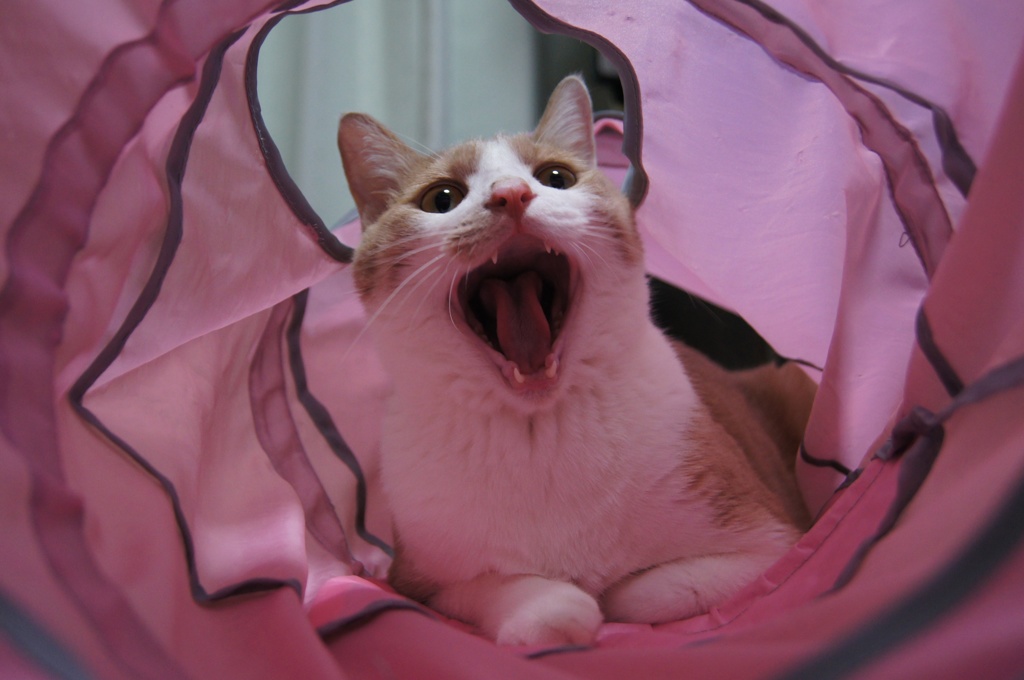 ぅあ〜〜ん
