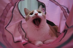 ぅあ〜〜ん