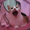 ぅあ〜〜ん