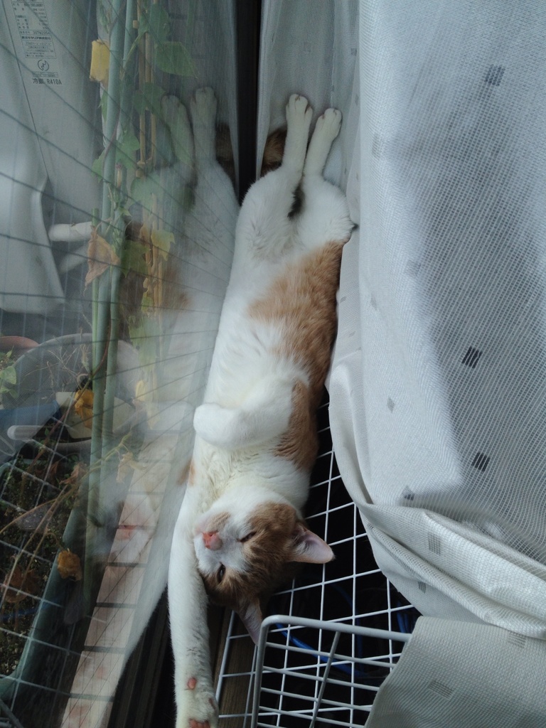 何か用？