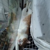 何か用？