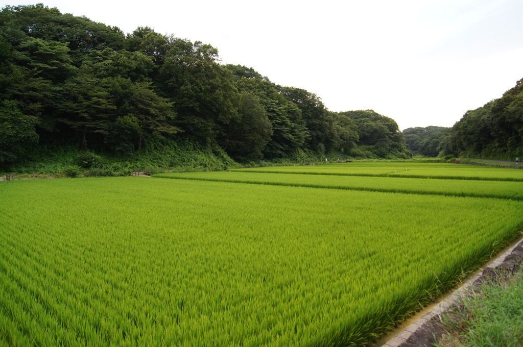 田園風景