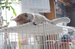 日曜の午後