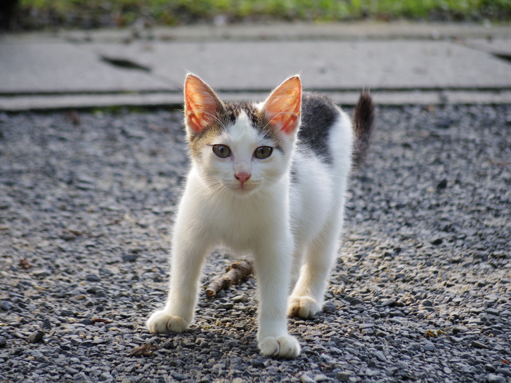 こねこちゃん（哲学の道にて）