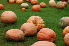 Pumpkins!