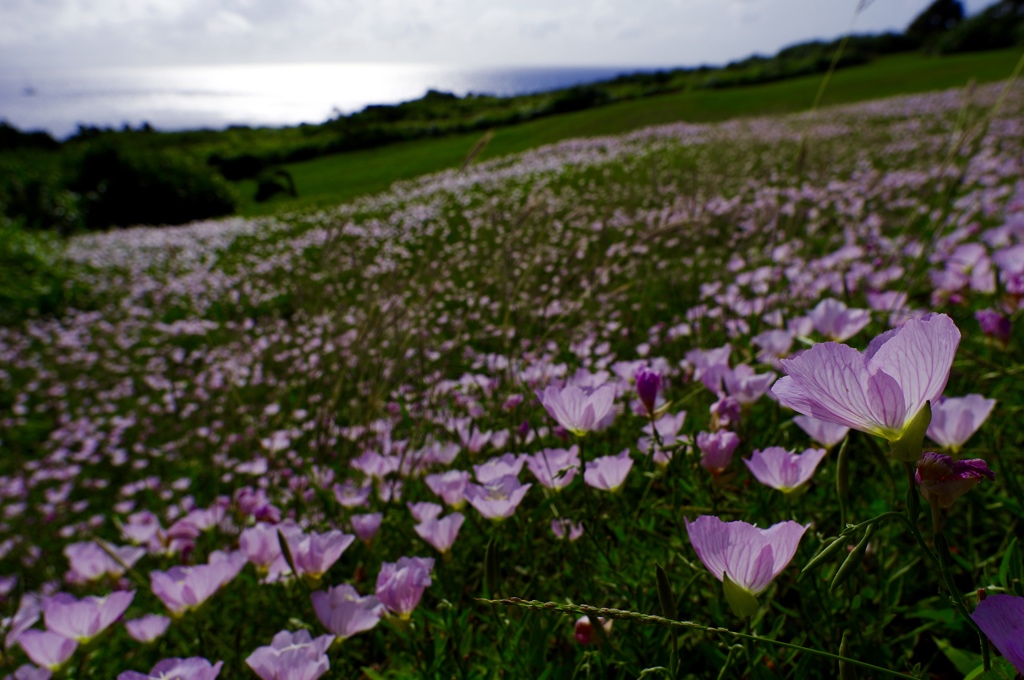 海辺の花