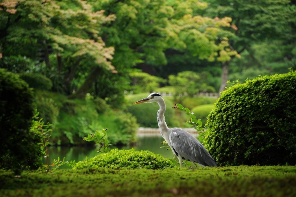 緑中の鷺