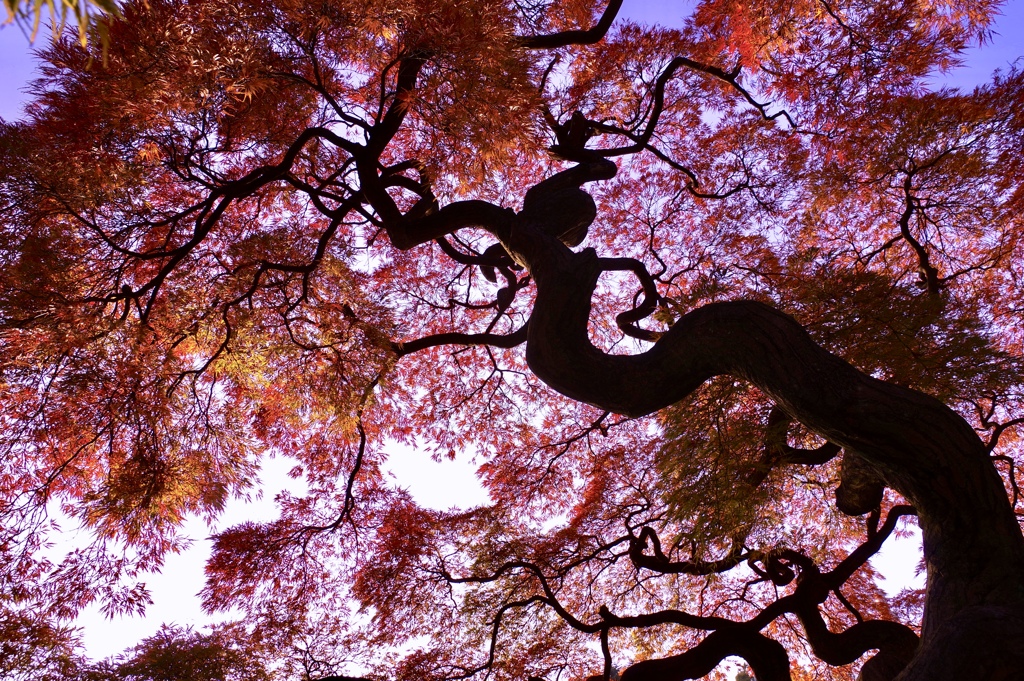 赤の木、青の空