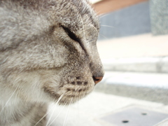 ｽﾔｧ…
