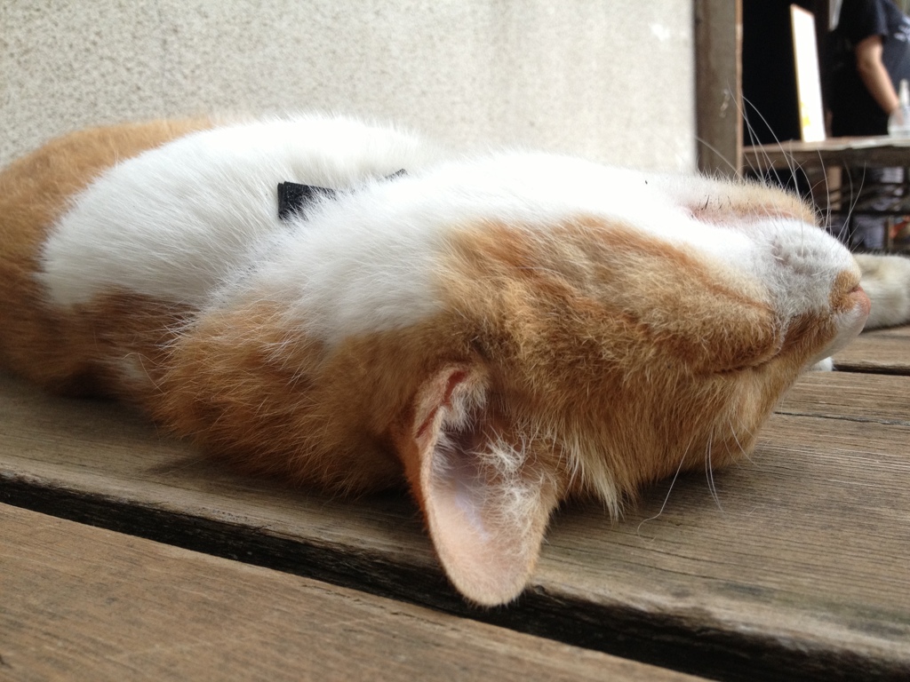 だるーん