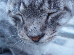 眠み