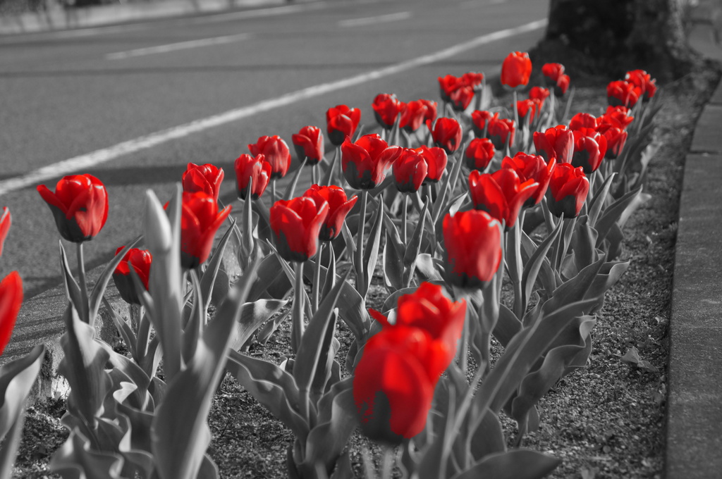 Ｒｅｄ