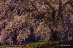 地蔵と枝垂れ桜