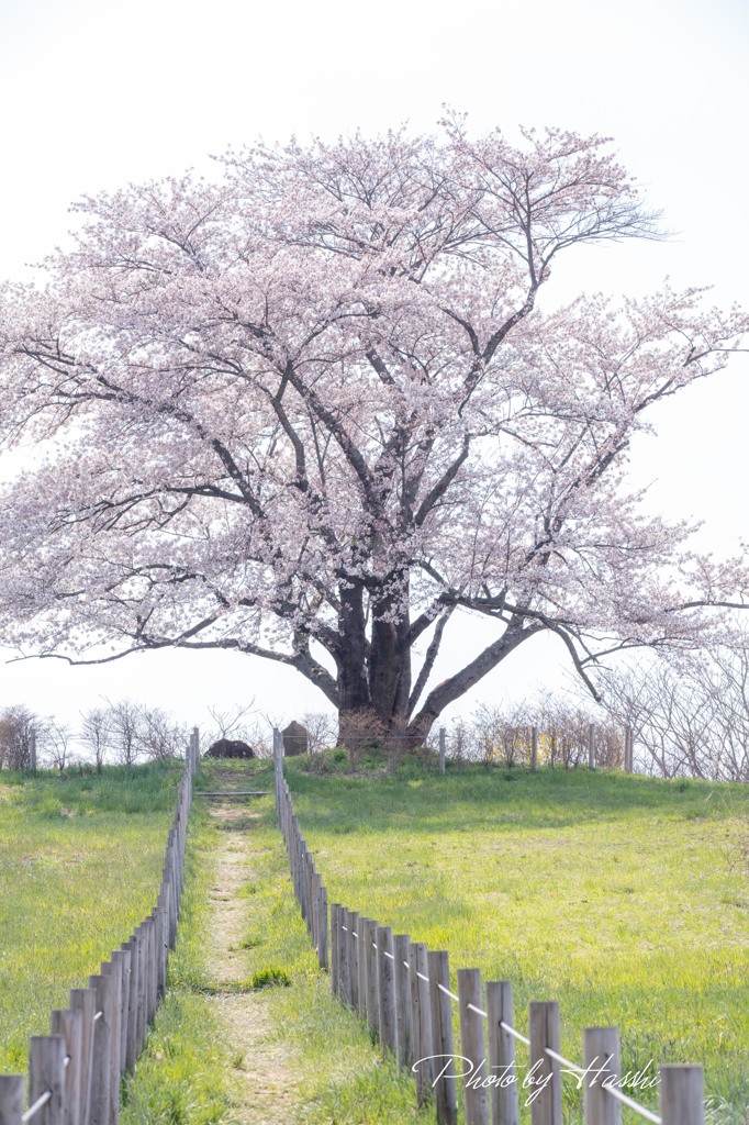 為内の一本桜1