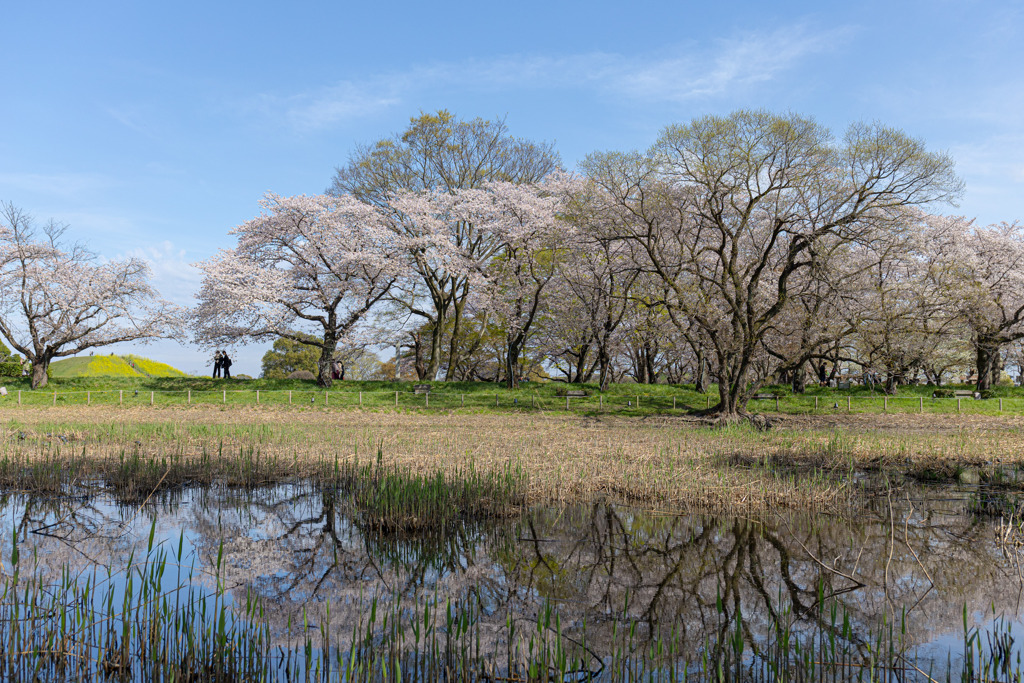 お花見日和