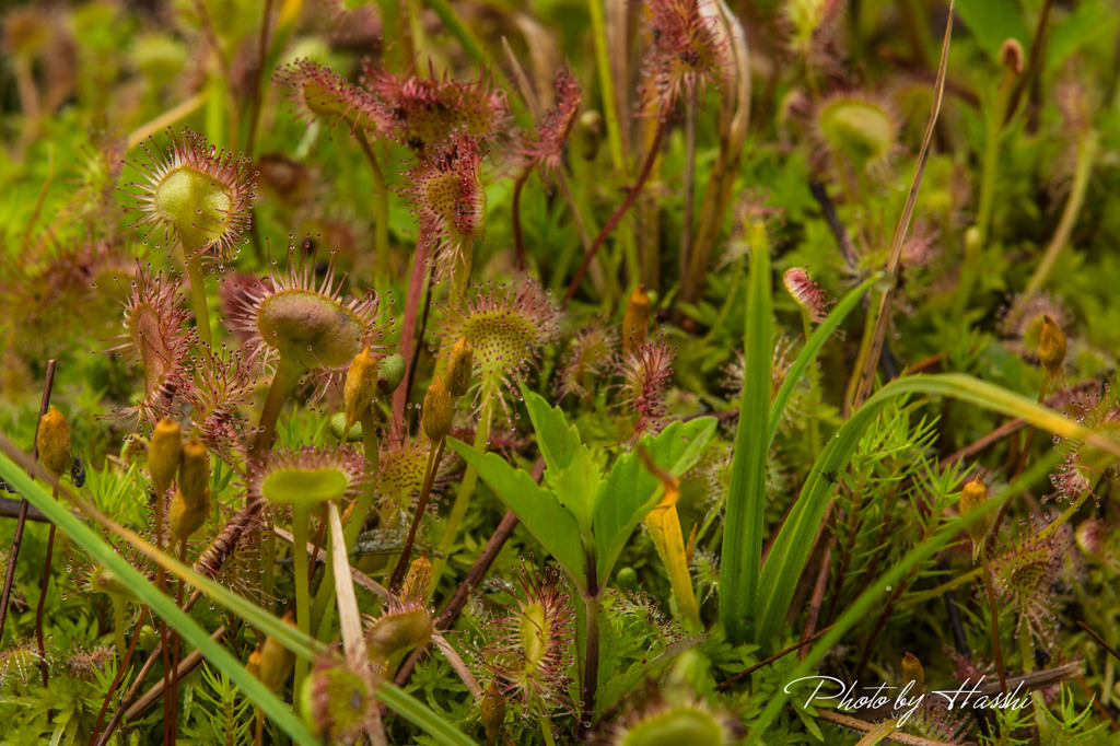 御射鹿池・夏模様3