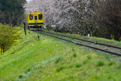 雨桜