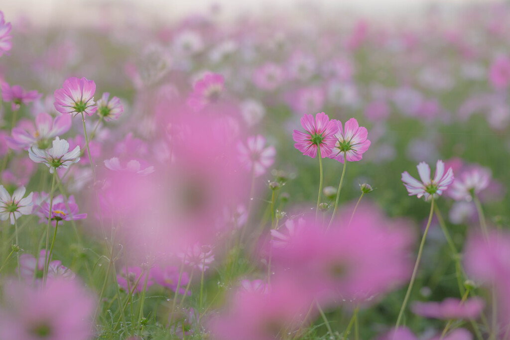 秋桜