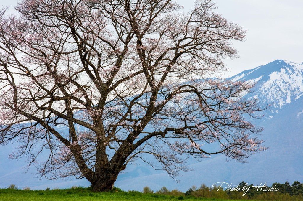 一本桜