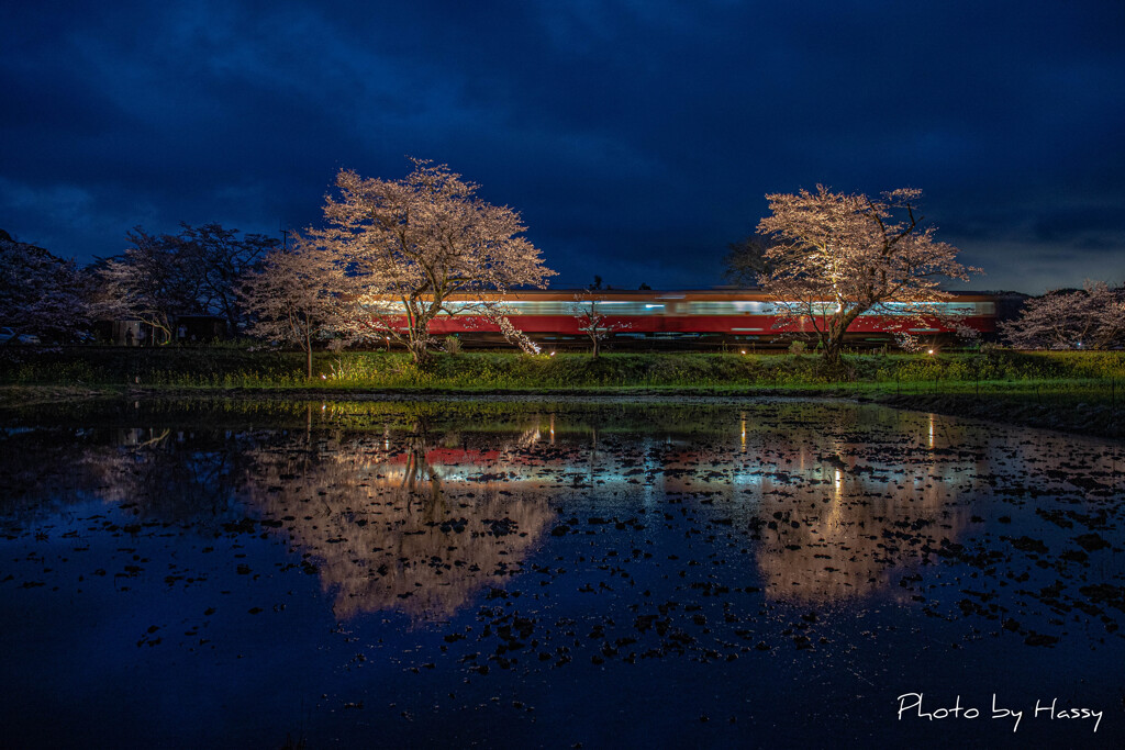 夜桜