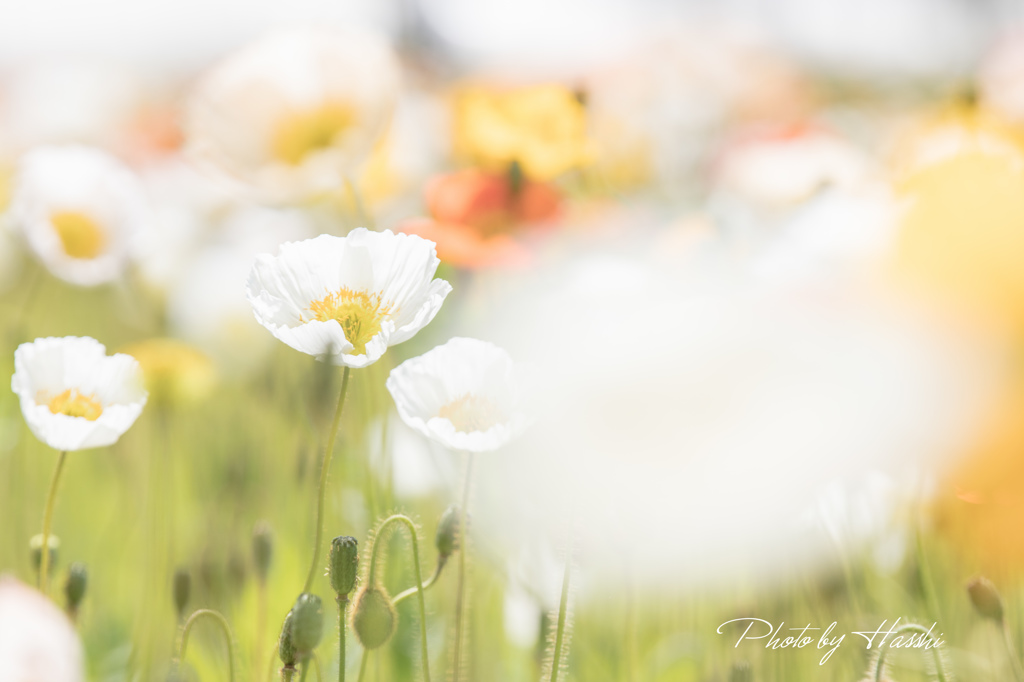 花園