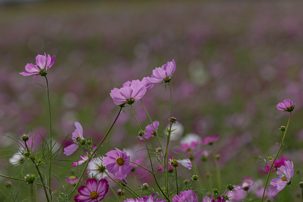 秋桜