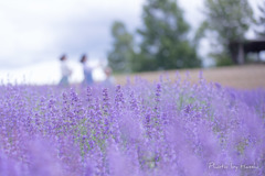 お花畑で贈り物