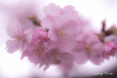 桜美人