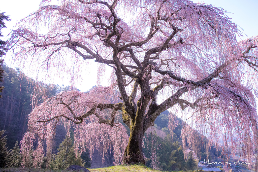 桜咲く