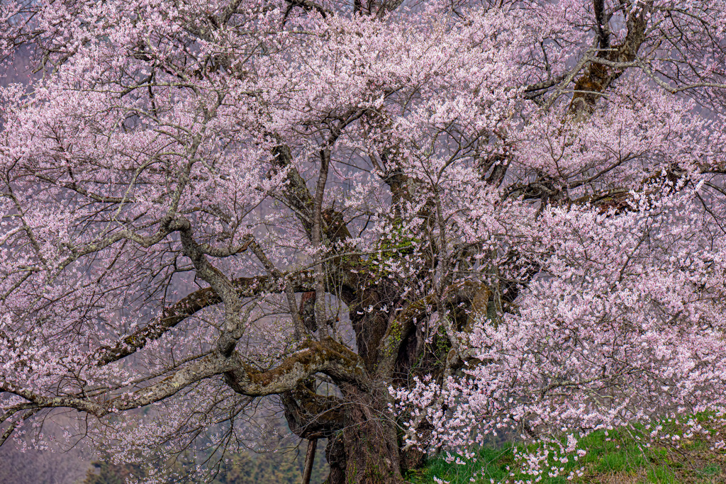 発知の桜