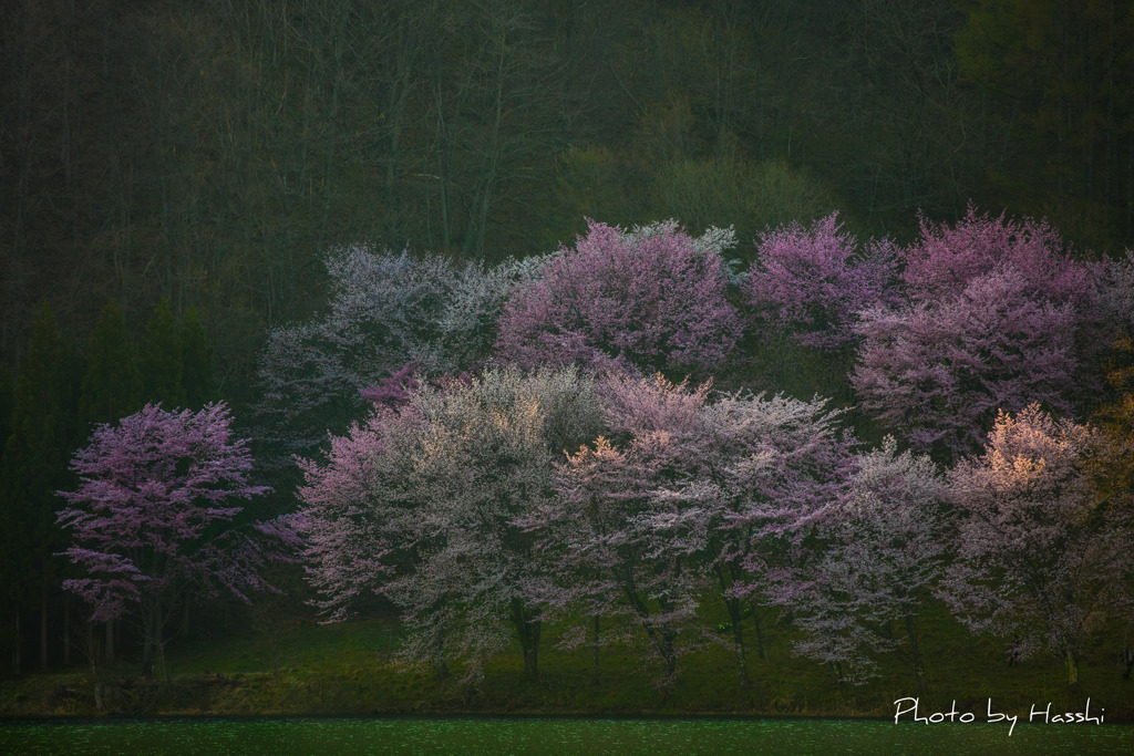 湖面の桜2