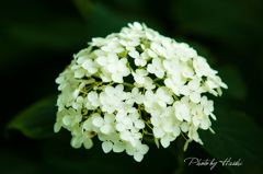紫陽花（白）
