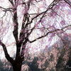 枝垂れ桜