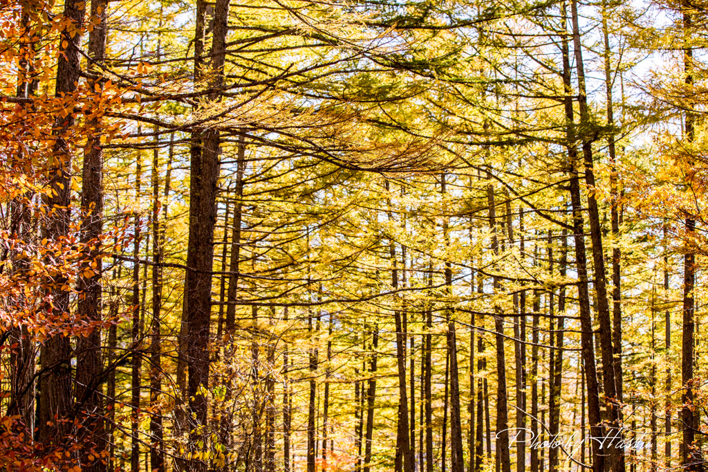 秋探しの旅（黄金樹林）