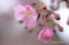 河津桜2