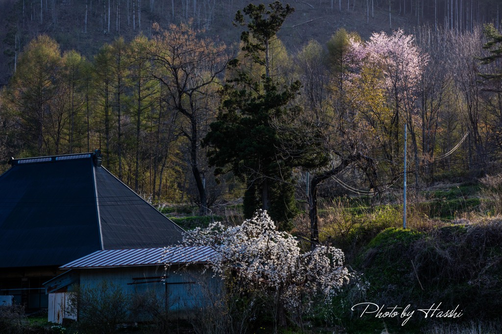 東北花巻春景色