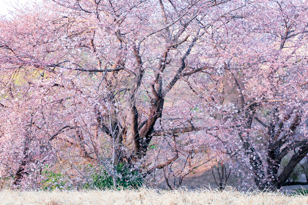 桜乱舞