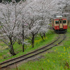 桜咲く中を
