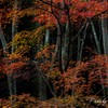 もみじ色々1