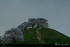 古墳の桜