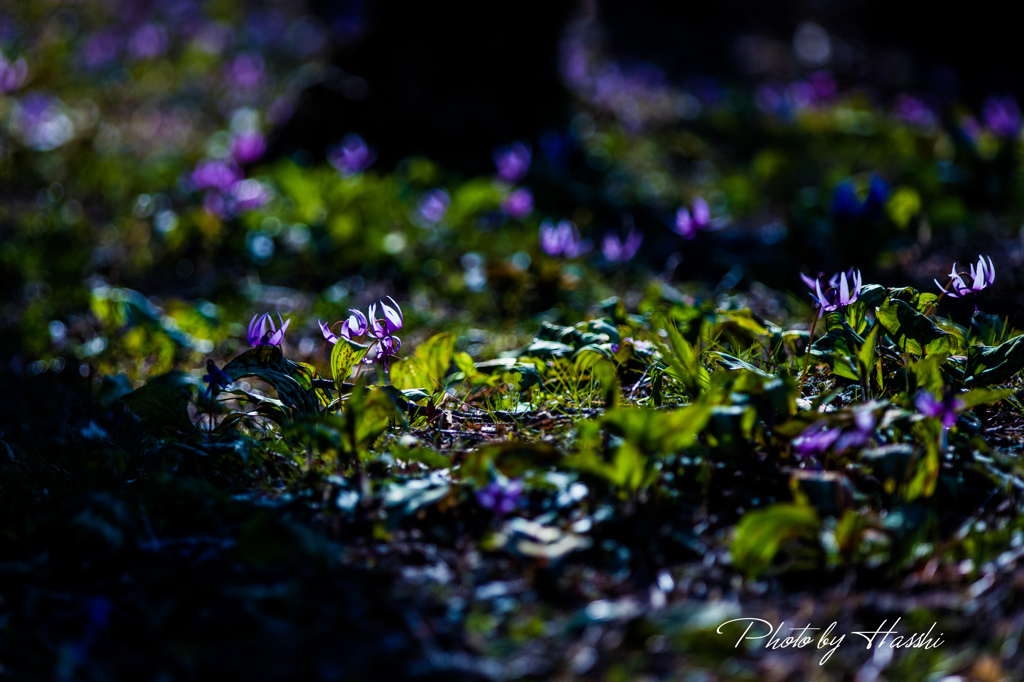 カタクリの花園