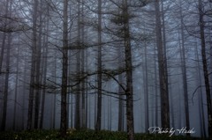 霧樹林
