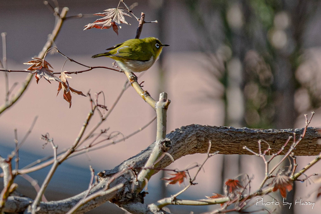 野鳥と遊ぶ